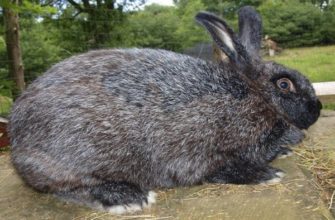 Черно бурый кролик – всё про универсальную породу