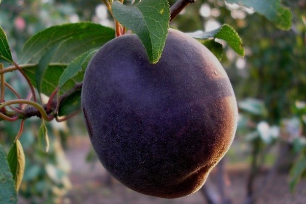 Черный принц - особенности выращивания и ухода за абрикосами
