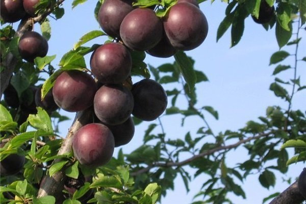 Черный принц - особенности выращивания и ухода за абрикосами