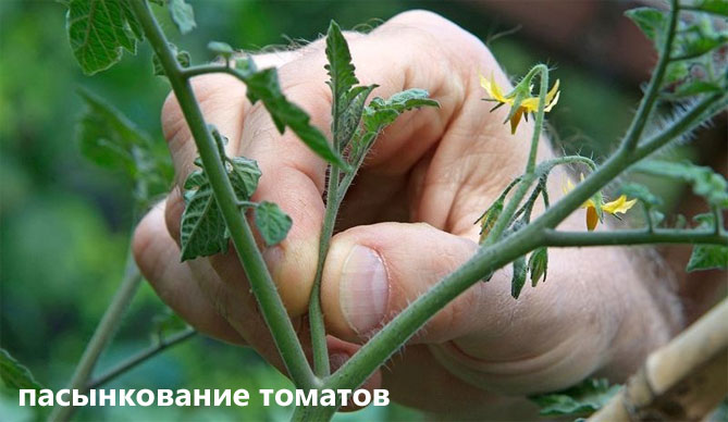 Что делать, если у помидоров (томатов) скручиваются листья в теплице и в земле