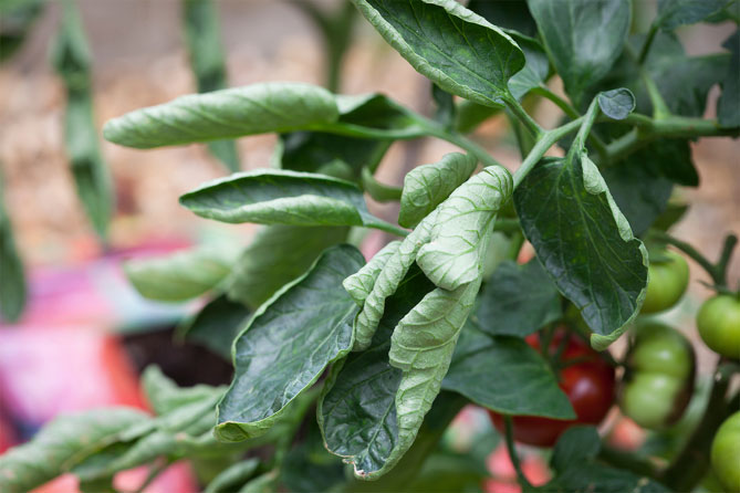 Что делать, если у помидоров (томатов) скручиваются листья в теплице и в земле