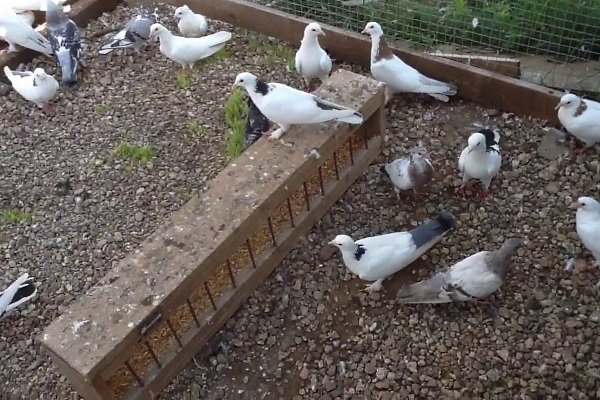 Чем питаются уличные голуби и чем кормить птиц в домашних условиях?
