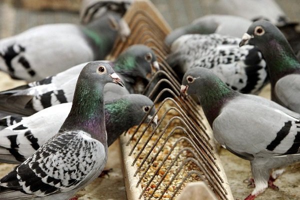 Чем питаются уличные голуби и чем кормить птиц в домашних условиях?