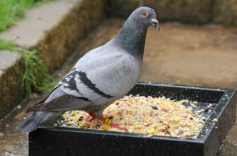 Что едят уличные голуби и как кормить птиц в домашних условиях?