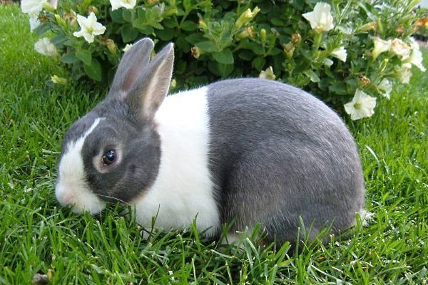 Что нужно знать о голландских кроликах?