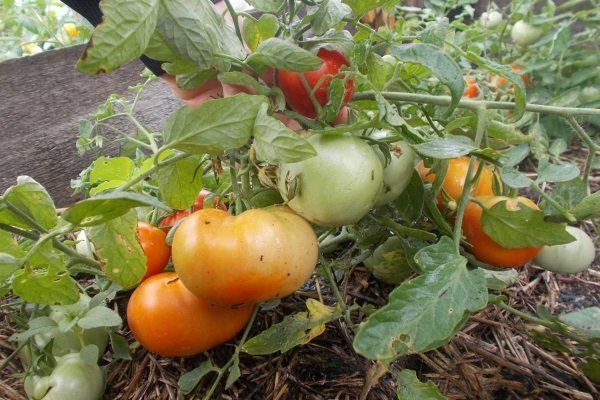 Что нужно знать о выращивании монгольского карликового помидора?