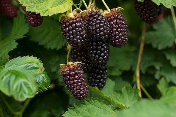 Что такое ягода Бойзена: описание гибрида, посадка и выращивание