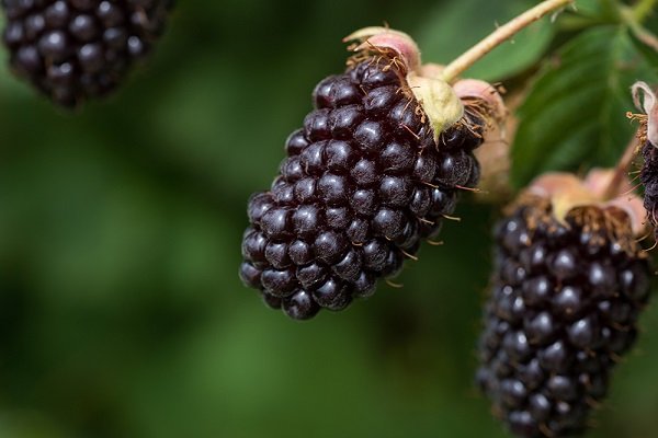 Что такое ягода Бойзена: описание гибрида, посадка и выращивание