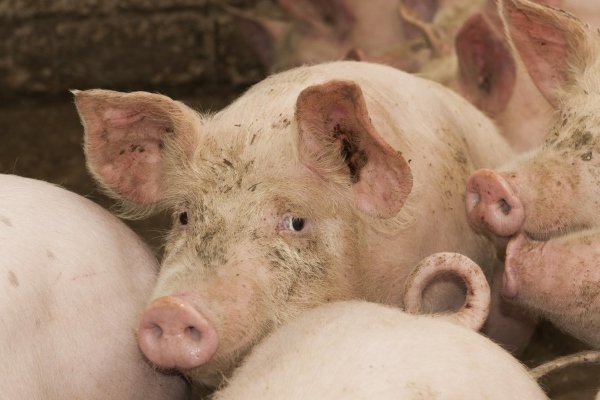 Что такое цистицеркоз свиней (финноз?