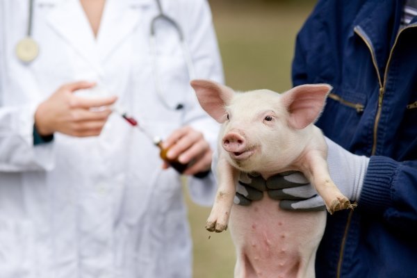 Что такое цистицеркоз свиней (финноз?