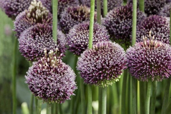 Что такое декоративный лук и как его правильно выращивать?