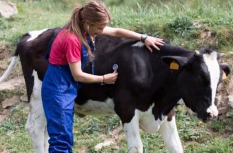 Что такое кетоз? Почему он развивается у коров? Методы диагностики и профилактики