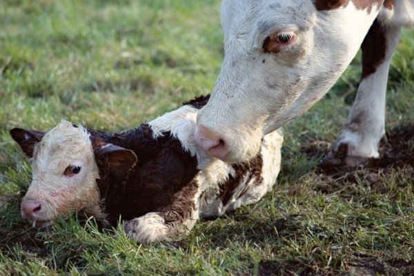 Что такое кетоз? Почему он развивается у коров? Методы диагностики и профилактики