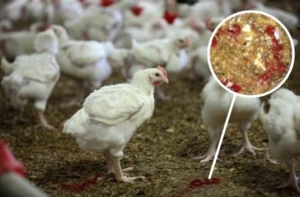 Что такое кокцидиоз у кур и цыплят? Пути заражения, особенности лечения и профилактики