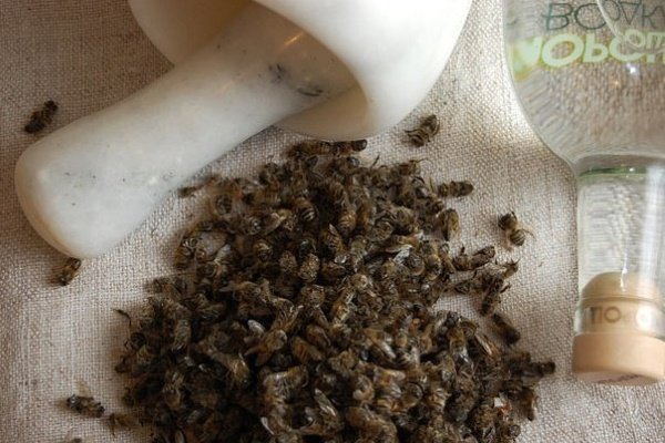 Что такое пчела, чем она полезна и как ее собирать?