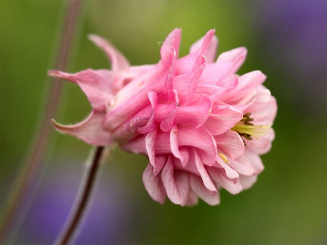 Цветок аквилегия - посев из семян, уход за садом, фото сорта
