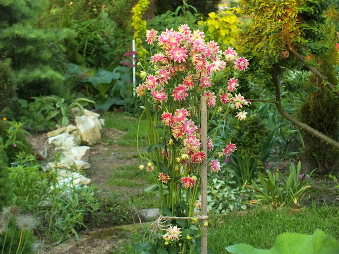 Цветок аквилегия - посев из семян, уход за садом, фото сорта