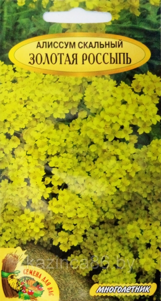 Цветок алиссум - уход и посадка в открытом грунте, сорта с фото
