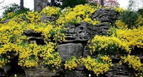 Цветок алиссум - уход и посадка в открытом грунте, сорта с фото