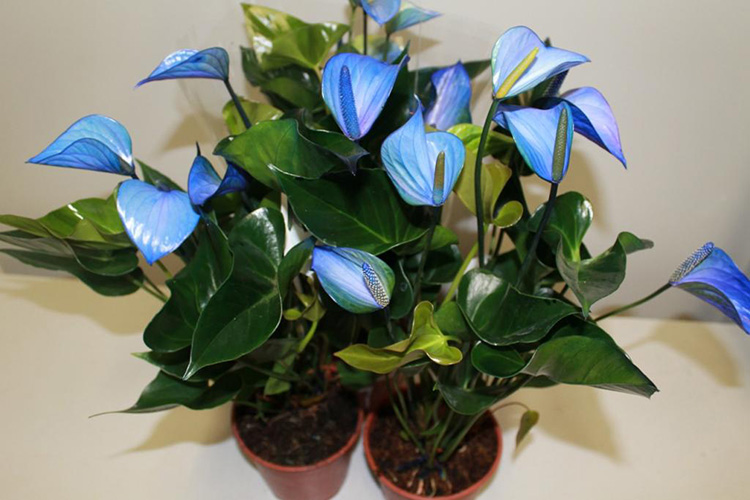 Цветок антуриум, уход в домашних условиях: фото видов растений и рекомендации по уходу