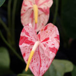 Цветок антуриум, уход в домашних условиях: фото видов растений и рекомендации по уходу
