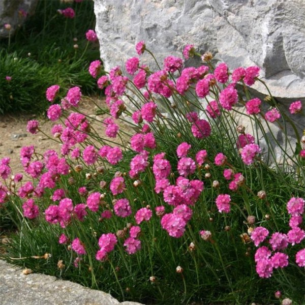 Цветок приморская армерия: посадка и уход, размножение, сорта с описанием и фото