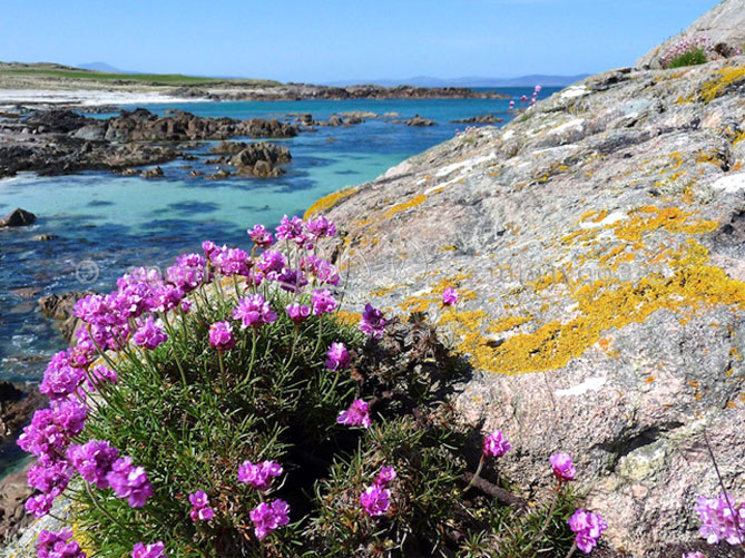 Цветок приморская армерия: посадка и уход, размножение, сорта с описанием и фото