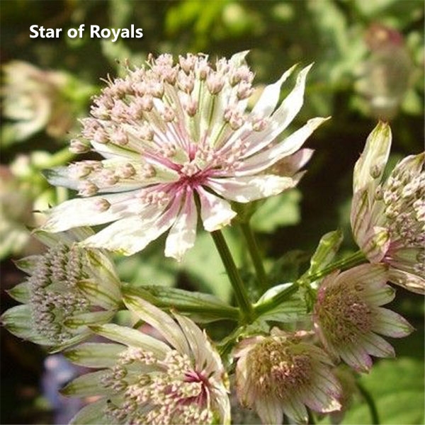 Цветок астрантия: посадка, выращивание и уход в открытом грунте