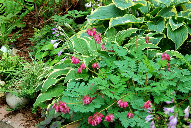 Цветок Дицентр - посадка, выращивание и уход, фото