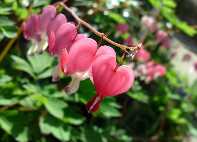 Цветок Дицентр - посадка, выращивание и уход, фото