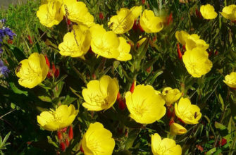 Цветок Энотера многолетняя – посадка и уход, фото сортов и видов с описанием
