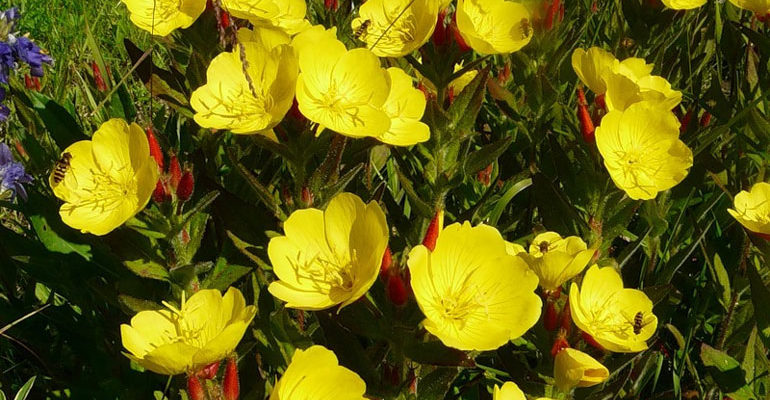 Цветок Энотера многолетняя – посадка и уход, фото сортов и видов с описанием