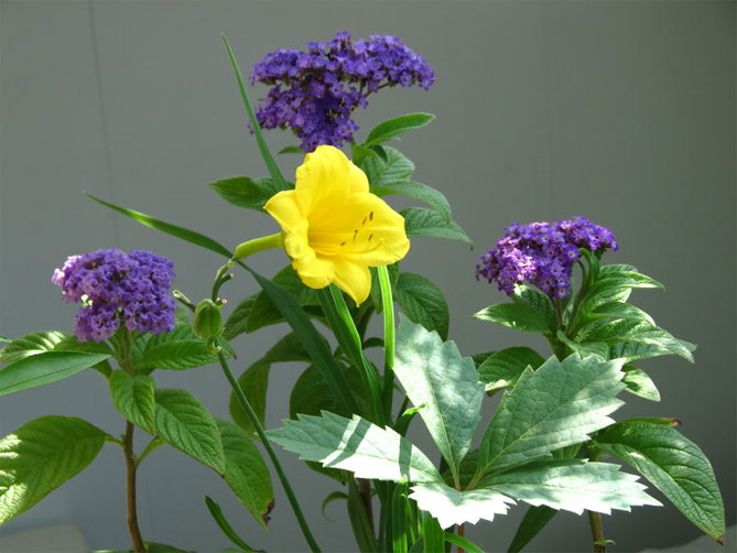 Цветок гелиотроп: посадка и уход в открытом грунте, в домашних условиях, фото