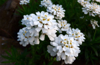 Цветок иберис – посадка, уход, выращивание из семян, когда сажать