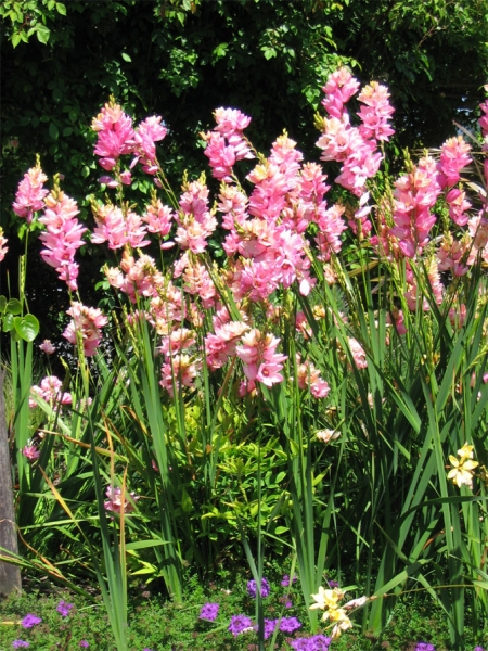 Цветок иксия: посадка, рост и уход, фото разновидностей