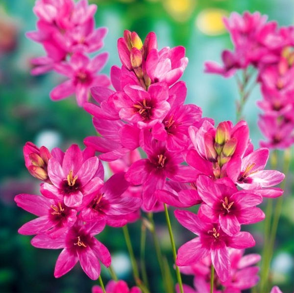 Цветок иксия: посадка, рост и уход, фото разновидностей