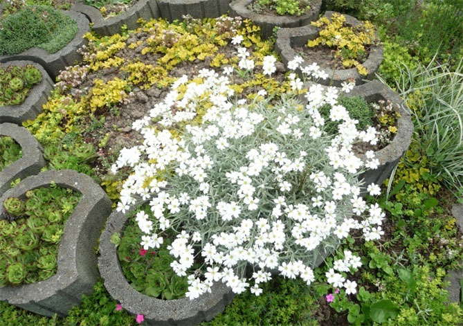 Цветок ясколка (биберштейн, фетр) - посадка и уход, фото