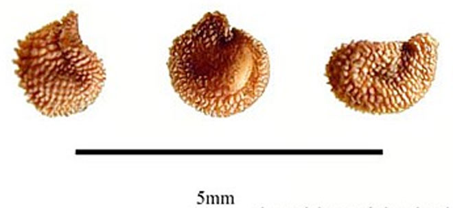 Цветок ясколка (биберштейн, фетр) - посадка и уход, фото