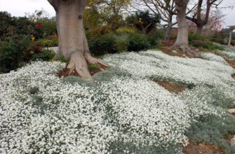 Цветок ясколка (биберштейна, войлочная) – посадка и уход, фото