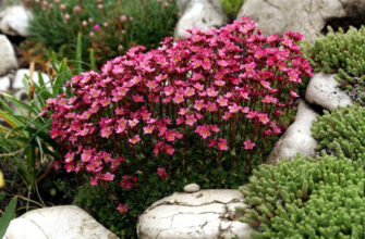 Цветок камнеломка – посадка и уход в открытом грунте, описание сортов, фото