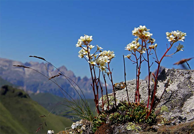 Цветок камнеломки - посадка и уход в открытом грунте, описание сортов, фото