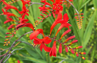 Цветок крокосмия (монтбреция) – посадка и уход в открытом грунте, описание сортов с фото