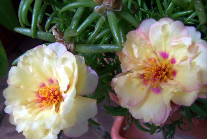 Цветок портулака крупноцветковый, губка - вырастает из семян, когда сажать, ухаживать за растениями
