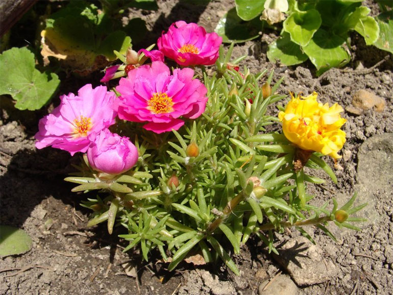 Цветок портулака крупноцветковый, губка - вырастает из семян, когда сажать, ухаживать за растениями