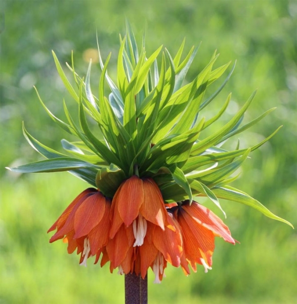 Цветок рябчика императорский или королевский (крона) - посадка и уход, фото