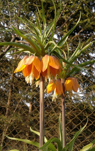 Цветок рябчика императорский или королевский (крона) - посадка и уход, фото