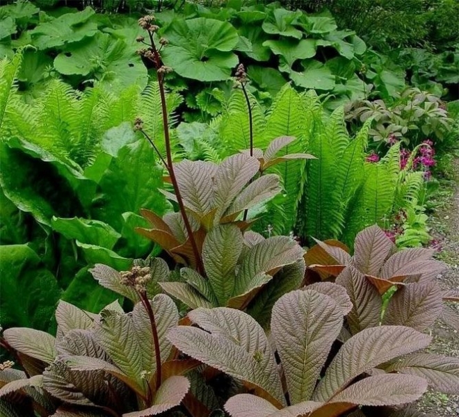Цветок роджерсия - посадка, выращивание и уход в открытом грунте, фото