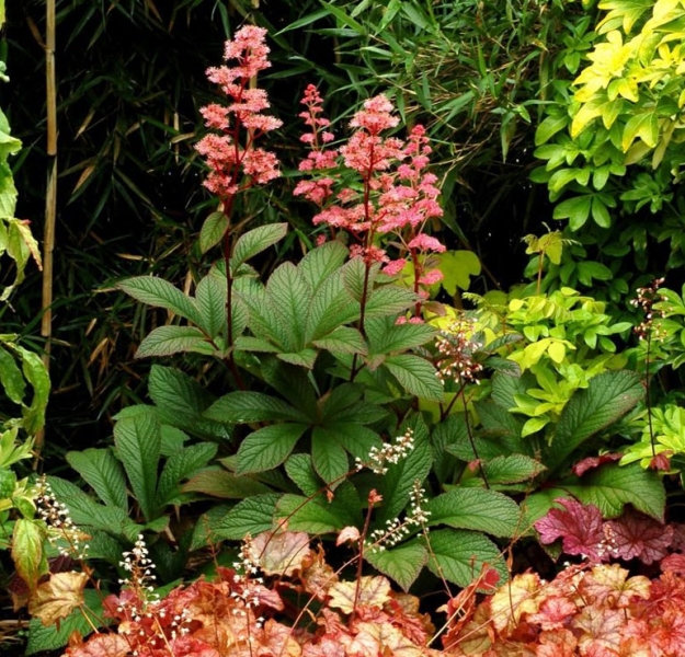 Цветок роджерсия - посадка, выращивание и уход в открытом грунте, фото