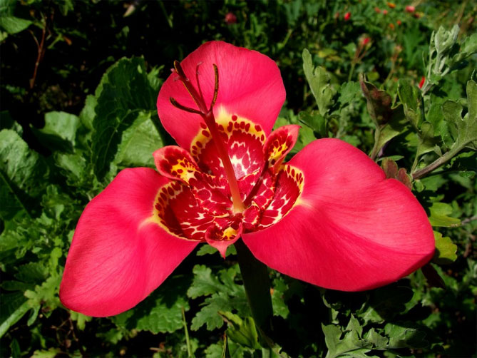 Цветок павлин тигридия - посадка, выращивание и уход в открытом грунте, сорта, фото