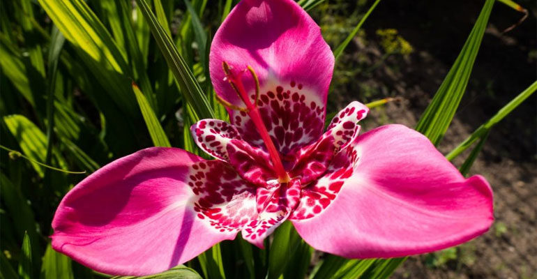 Цветок тигридия павлинья – посадка, выращивание и уход в открытом грунте, сорта, фото